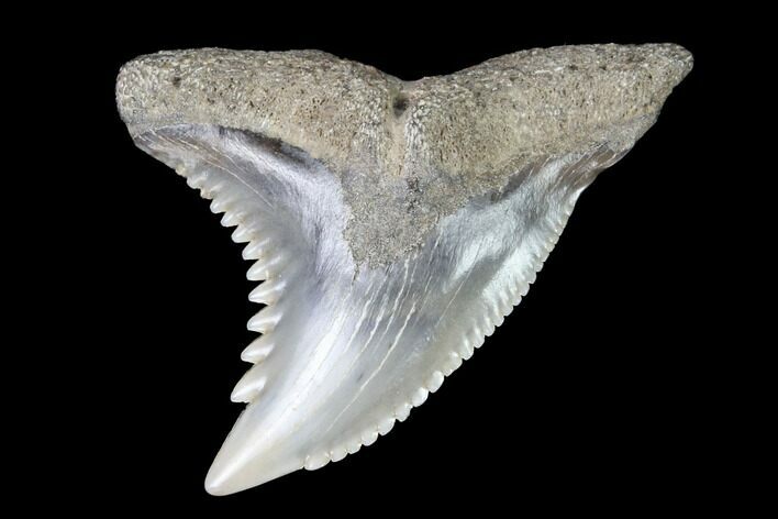 Hemipristis Shark Tooth Fossil - Virginia #96538